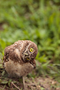 Funny burrowing owl athene cunicularia tilts its head outside its burrow on marco island, florida