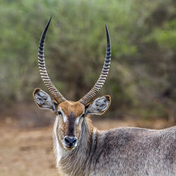 Waterbuck standing in forest