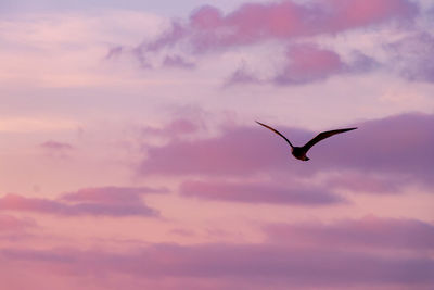 Low angle view of seagull flying in sky