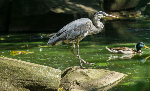 High angle view of gray heron perching on rock in lake