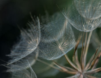 Close-up of flower plant