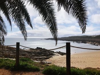 Palm trees on beach against sky