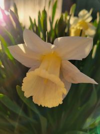 Close-up of white flowering plant