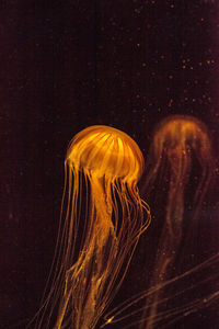 Close-up of jellyfishes swimming in sea