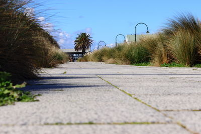 Surface level of road against trees