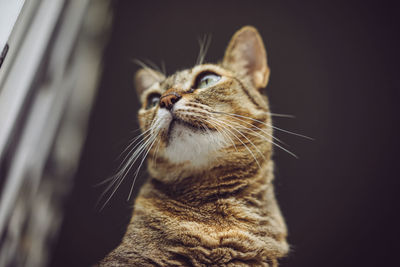 Close-up of a cat looking away