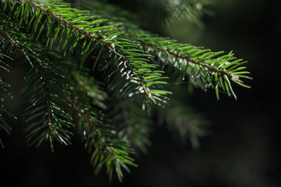 Close-up of pine tree leaves