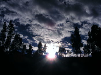 Sun shining through trees