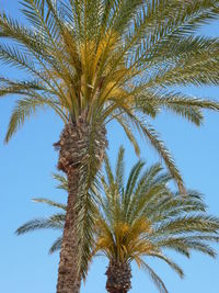 Low angle view of palm tree against sky