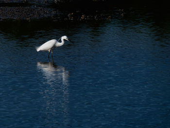 Erget in lake