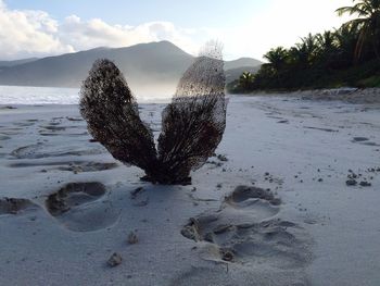 Dry plant on beach against mountain and sky