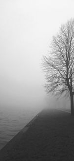 Bare trees in foggy weather