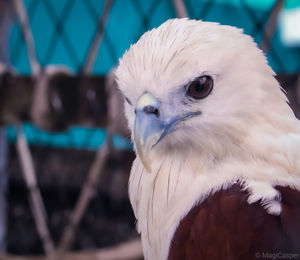 Close-up of white owl