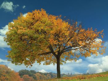 Autumn tree against sky