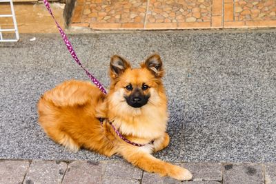 High angle portrait of dog sitting outdoors