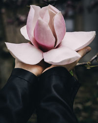 Close-up of pink rose flower