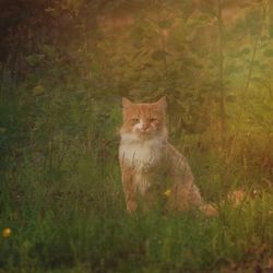 Portrait of cat