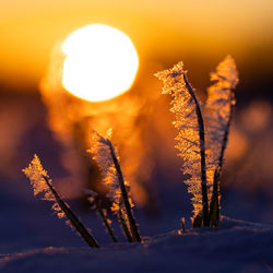 Frosty dawn. nature's icy embrace in early spring in northern europe