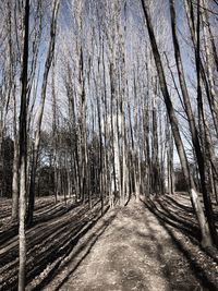 Bare trees on road in forest