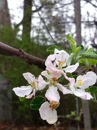 Close-up of white cherry blossom tree