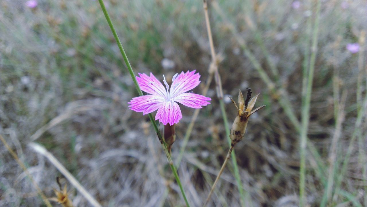 flower, fragility, freshness, growth, petal, focus on foreground, beauty in nature, pink color, flower head, nature, plant, close-up, blooming, field, stem, selective focus, single flower, in bloom, day, outdoors