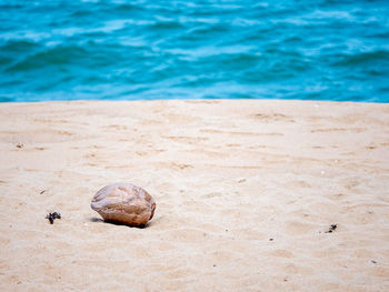 A coconut on beach