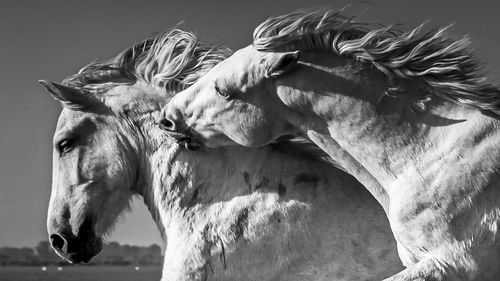 Close-up of a horse