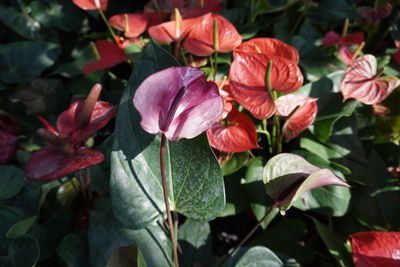 Close-up of red flowering plants