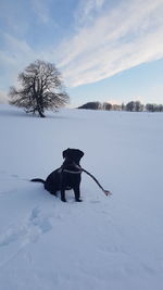  dog on snow field against sky