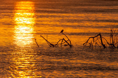 Silhouette birds on sea against sky during sunset