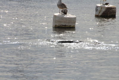 Seagull perching on a sea