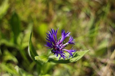 Close-up of purple flower