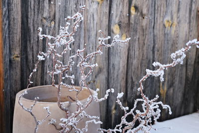 Close-up of christmas decorations