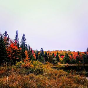 Autumn trees in forest against sky