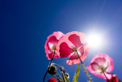 Low angle view of pink poppy flowers against blue sky