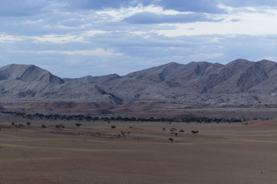 Flock of sheep on desert against sky