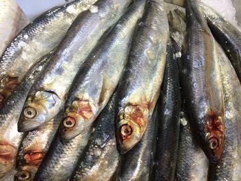 Close-up of fish for sale at market stall