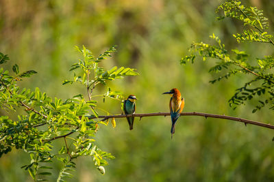 Birds perching on branch