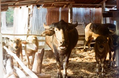 Cows standing in pen