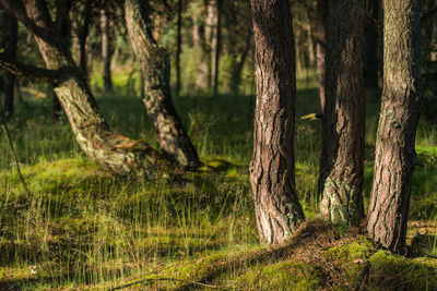 View of tree trunk in forest