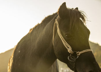 Horse standing in ranch against sky