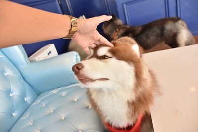 Close-up of dog sticking out tongue