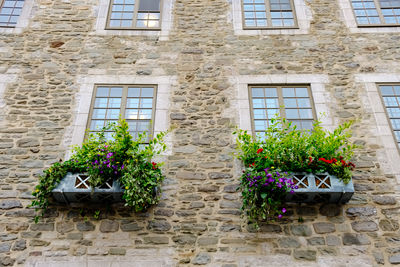 Low angle view of potted plants against wall