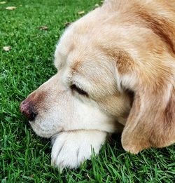 Dog resting on a field