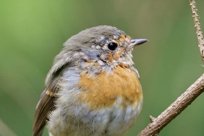 Close-up of bird perching on branch