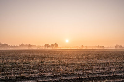 Scenic view of agricultural field against clear sky during sunset