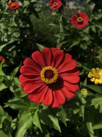 Close-up of red flowering plants in park