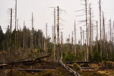 Trees in forest against sky