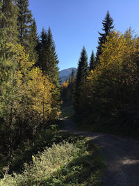 Road amidst trees in forest against clear sky during autumn