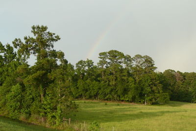 Trees on countryside landscape